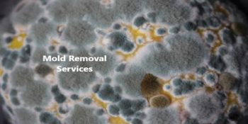 mold-removal-service-singapore-labs