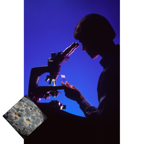 Laboratory auditing infrastructure process verification