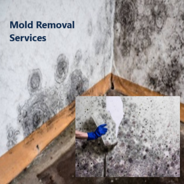 Forensic Mold Remediation and Structural Extraction Blueprint Layout