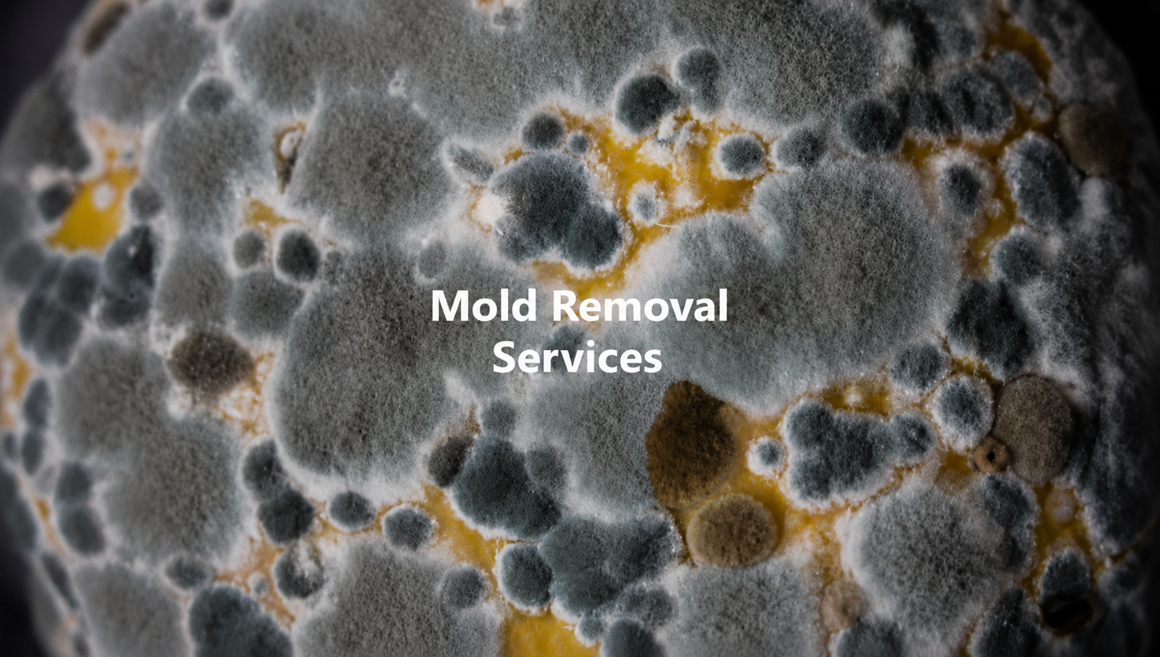 Mold Removal