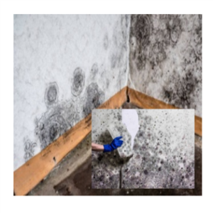 mold-removal-1